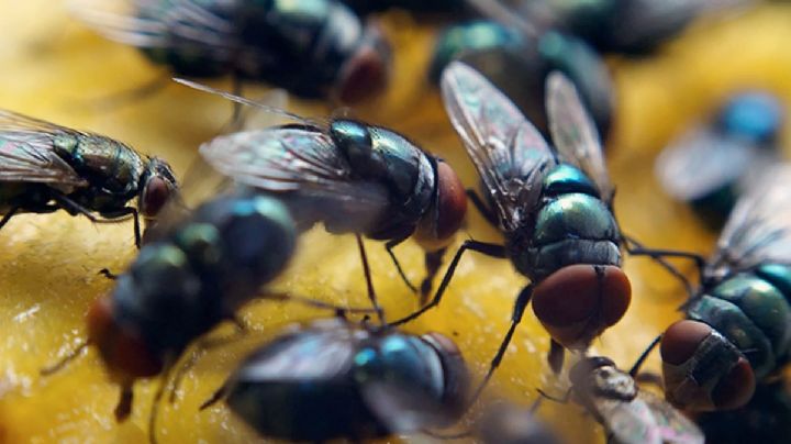 Estados Unidos lanza bombardeos de millones de moscas sobre Panamá; ¿cuál es la poderosa razón?