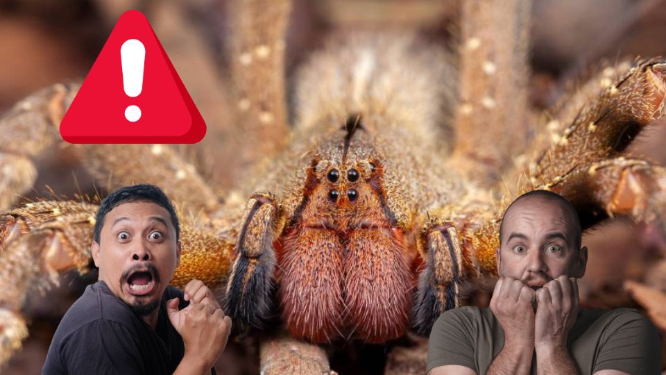 La araña bananera es considerada entre las más peligrosas del planeta