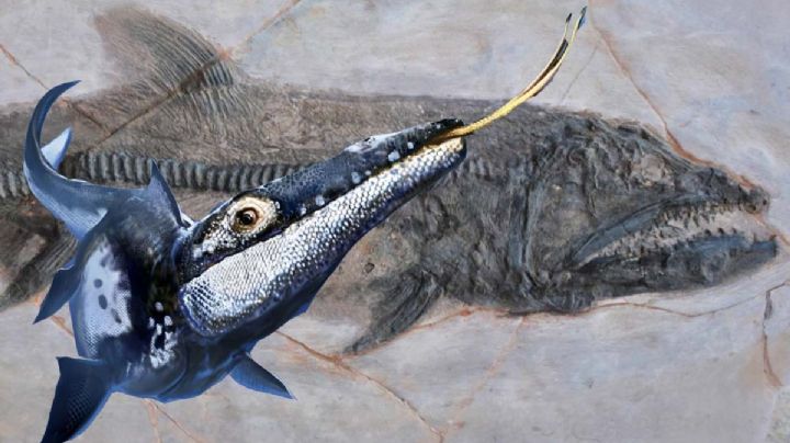 Municipio de Nuevo León donde encuentras fácil fósiles marinos