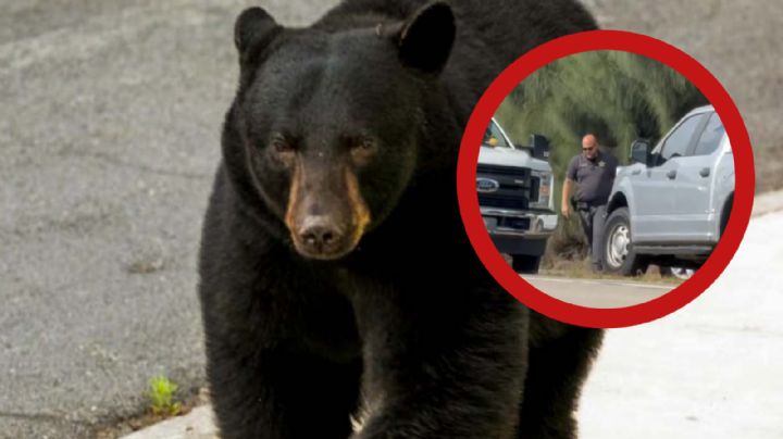 Estados Unidos: oso se come a abuelito y su perro; autoridades acaban con 3 bestias | VIDEO