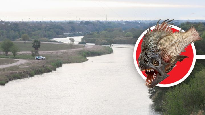 ¿Qué pasaría si introducen pirañas al Río Bravo?