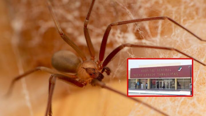 Araña violinista ataca en Nuevo Laredo; atienden a hombre en el Hospital General