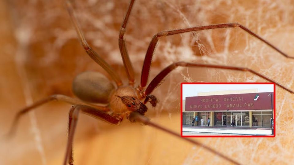 La araña violinista ya apareció en esta temporada en Nuevo Laredo.