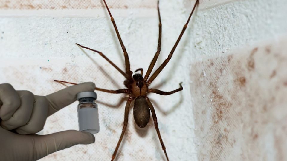 Cuidado con la picadura de la araña violinista.