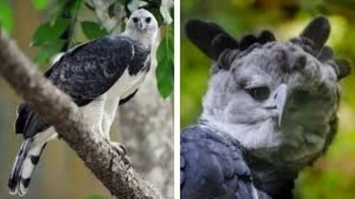 La harpía abandona el mito griego: confirman el avistamiento de esta ave en México