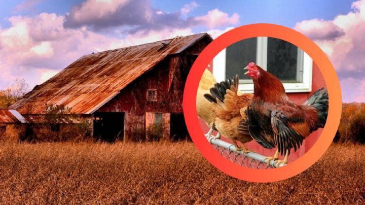 Este animal nació de una cruza y aún así, pocos conocen su verdadero poder