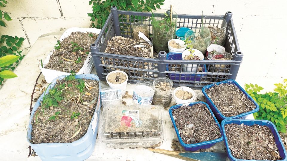 Actualmente son 30 integrantes lo que se encargan del cuidado del huerto escolar.