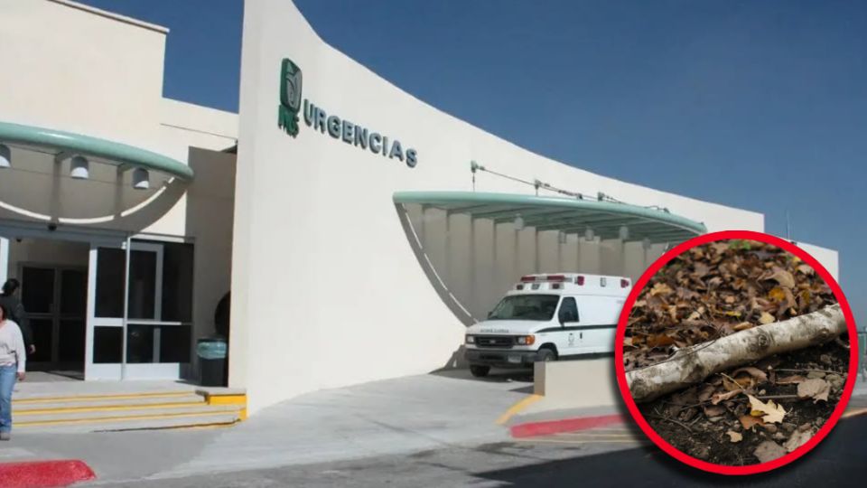 Una fuerte corriente de aire movió el árbol, desprendiendo la enorme rama que cayó directamente sobre él