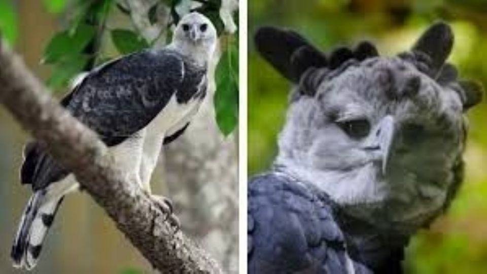 Alan Monroy-Ojeda, ecólogo de la Universidad Veracruzana y líder de la investigación, explicó que este avistamiento es el producto de nueve años de vigilia