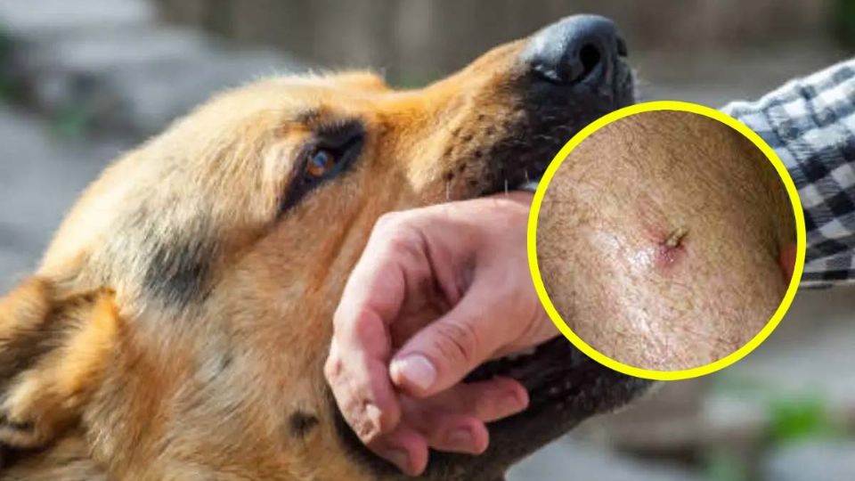 Infección de gusano barrenador