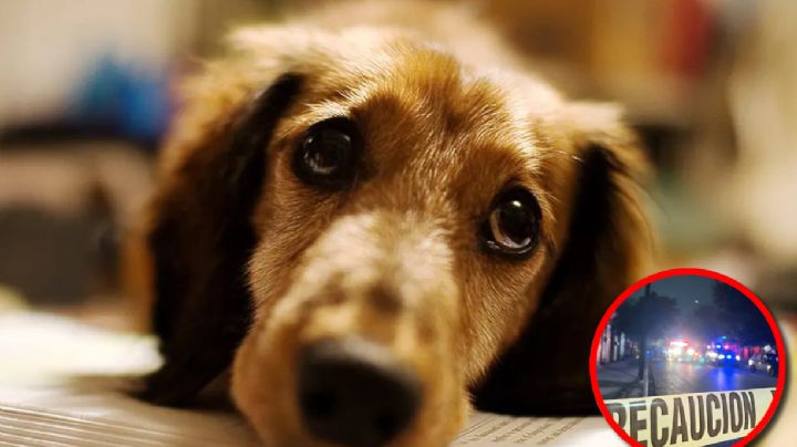 Abuelita murió tirada por sus perros; quería evitar que escaparan de su casa