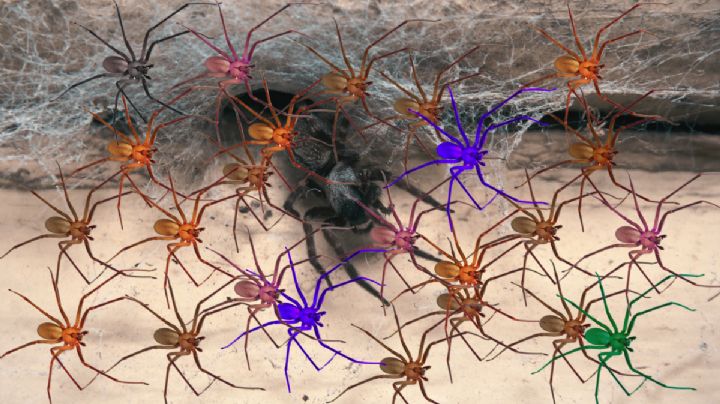 Arañas violinistas invaden una vivienda; hombre desesperado publica 'esto se acaba hoy'