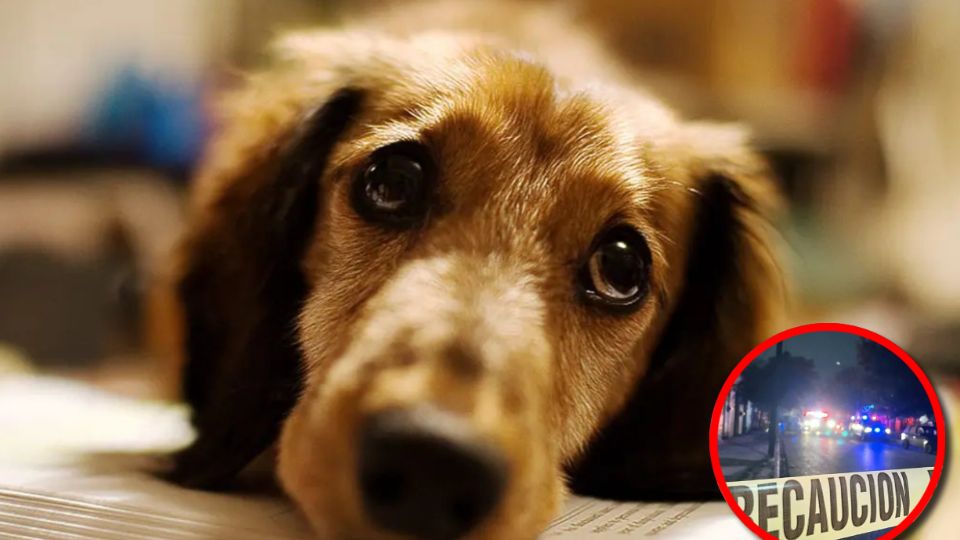 La mujer mayor quería evitar que uno de sus animales escapara de su hogar