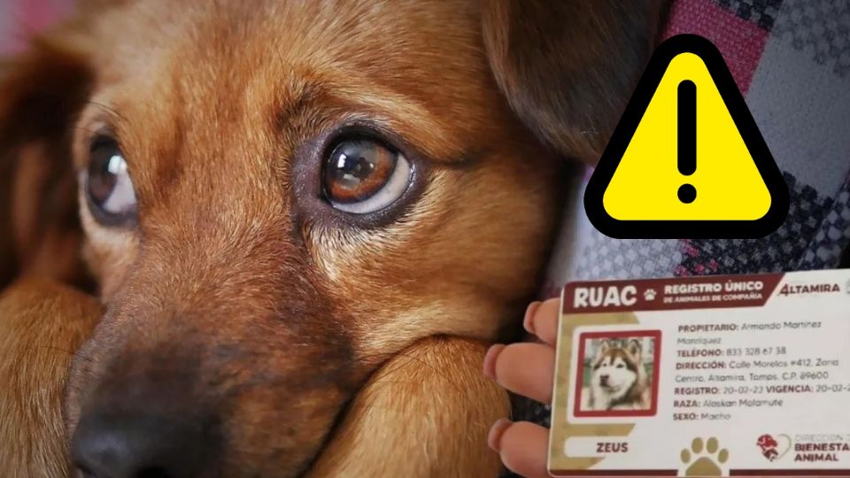 Otras acciones relacionadas con mascotas sí tienen consecuencias económicas en la capital, según la Ley de Cultura Cívica