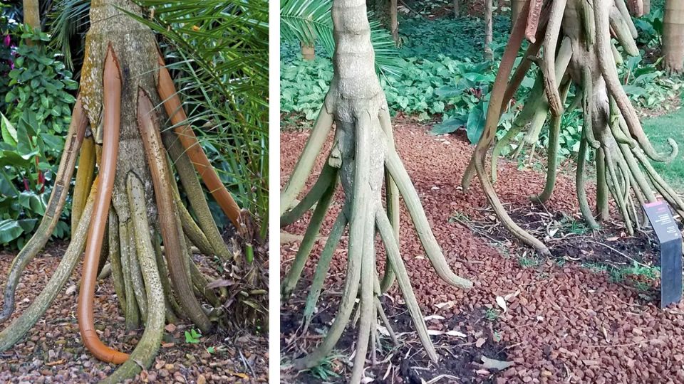 El árbol que 'camina'.