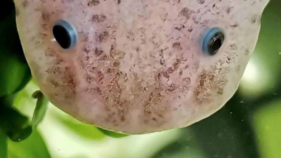 Este animalito lleva decenas de años bajo la lupa de los científicos del mundo.