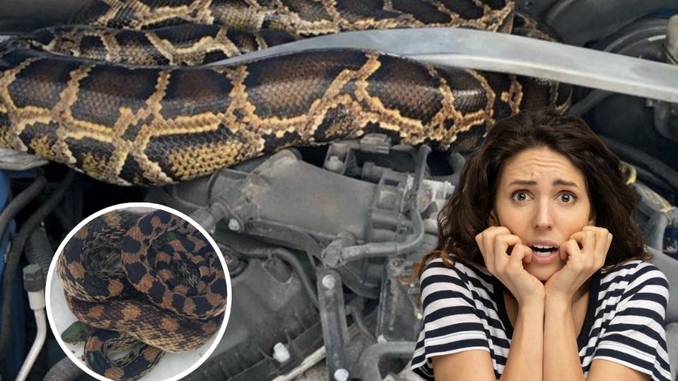 El reptil fue encontrado dentro de una camioneta