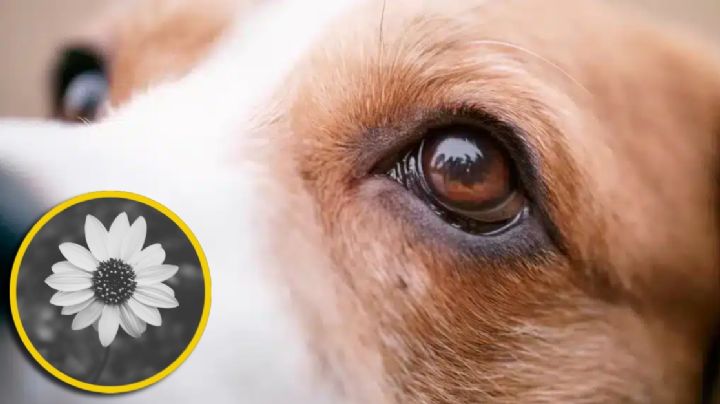 ¿Qué tan cierto es que los perros solo ven en blanco y negro?