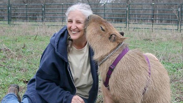 ¿Te gustaría tener un capibara como mascota?: el trámite es gratis; conoce los requisitos