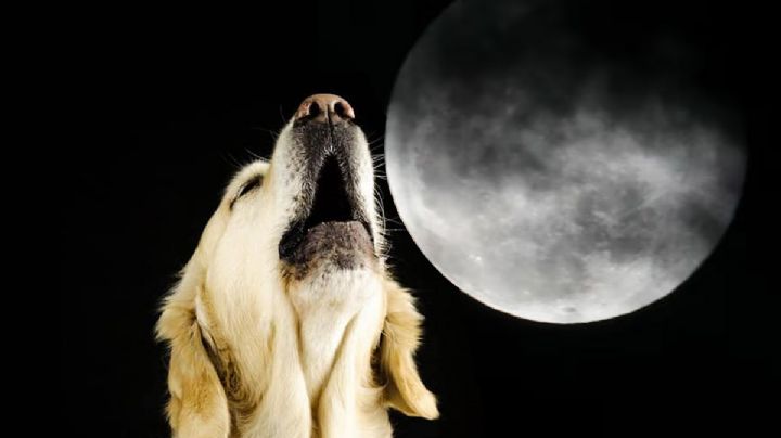 Razones por las que los perros aúllan algunas noches, ¿hay alguna presencia?