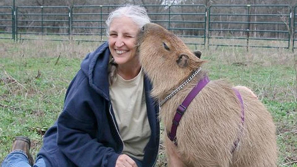 Un capibara como mascota.