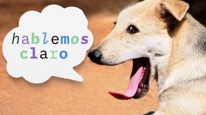 Perros inteligentes: esta es la cantidad de palabras que aprenden los ‘lomitos’ en su vida