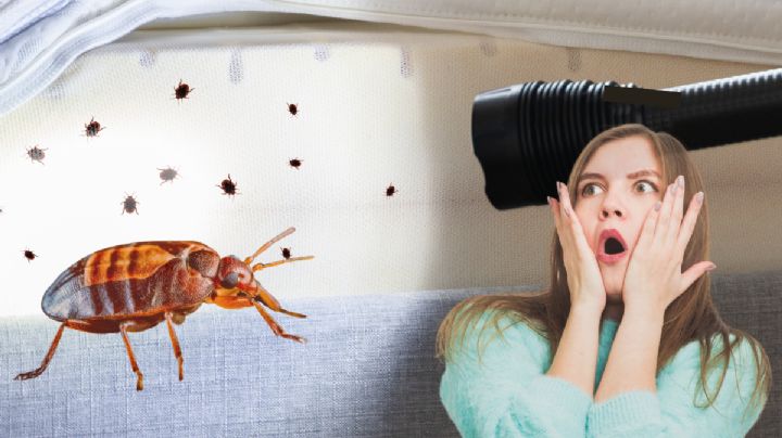 Esta ciudad de Estados Unidos está infestada de chinches, según un informe plagas