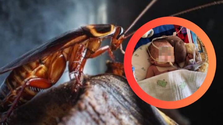 Cucarachas: ¿podrían estar enfermando a tus hijos?; estos son los graves riesgos de tenerlas en casa