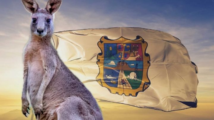 ¿El canguro mexicano?; así se le conoce a este animal que habita en Tamaulipas