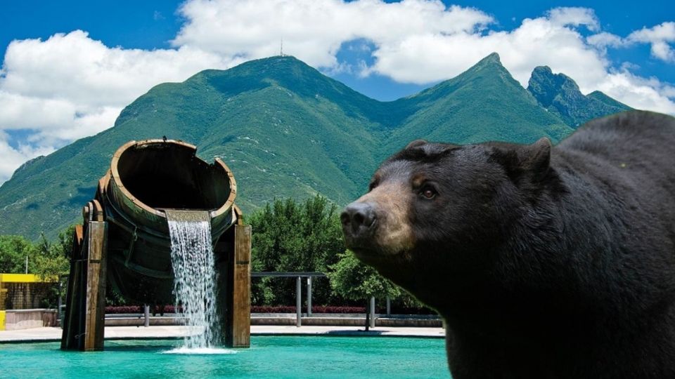 Atención a estas especies en Nuevo León.