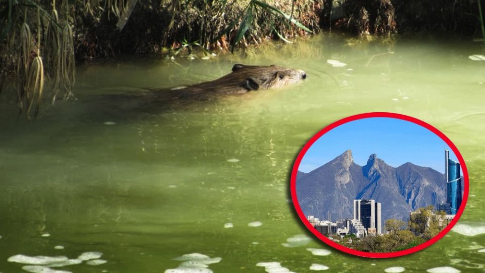 La presencia de este animal no se había documentado desde hace décadas en la región, despertando las esperanzas de científicos y biólogos para restaurar su ecosistema