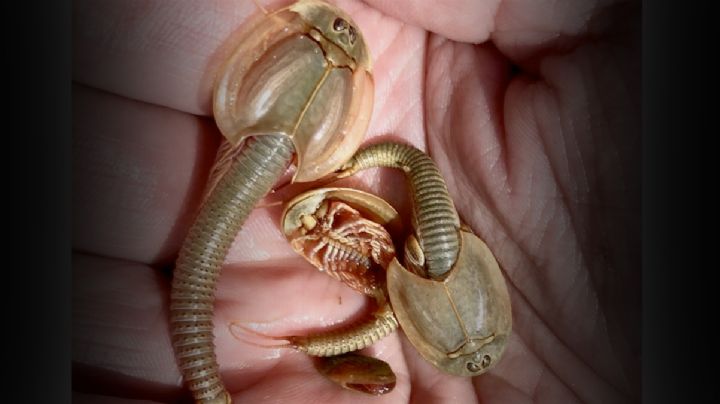 Los triops vieron morir a los dinosaurios; son una de las especies vivas más antiguas del planeta