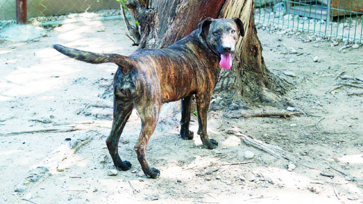 Continuarán esterilizaciones de animales callejeros en Nuevo Laredo