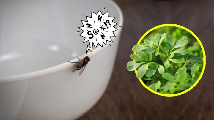 Planta aromática que te ayudará a mantener las moscas lejos de tu casa o patio