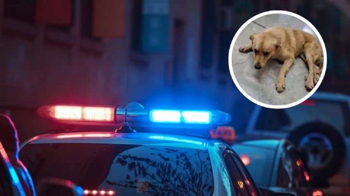 Maltrato animal: con violencia, obligan a un perrito a tomar alcohol | VIDEO