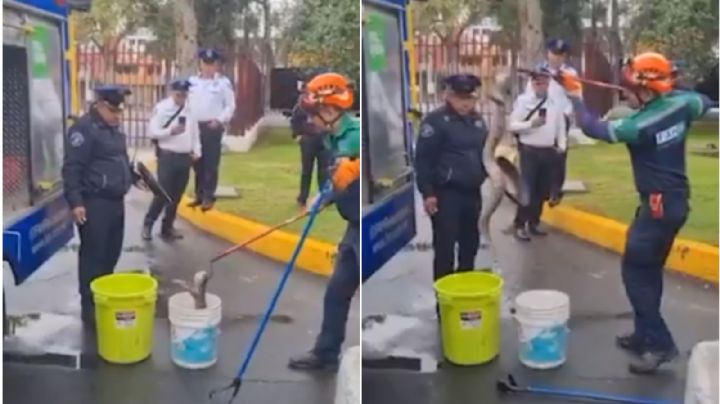 Hallan serpiente gigante en un jardín de una universidad en la CDMX | VIDEO