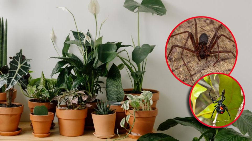 Diversas plantas ornamentales y aromáticas tienen propiedades repelentes sin necesidad de usar pesticidas químicos