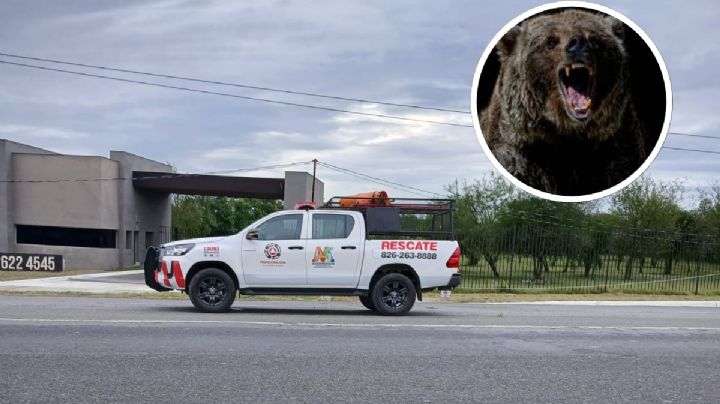 Enorme oso muere atropellado en carretera de Nuevo León; ¿qué pasó con el responsable?