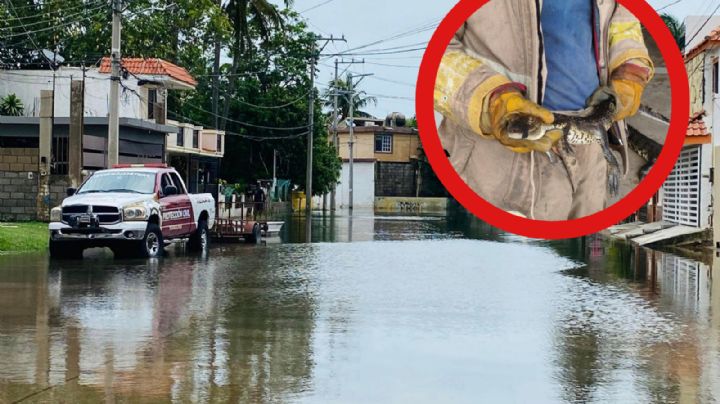 Tamaulipas en alerta tras la presencia de cocodrilos; en estas zonas fueron avistados