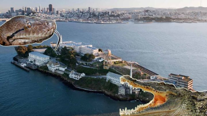 ¿Una prisión amurallada de cocodrilos y pitones?; proponen a Trump nueva cárcel para indocumentados