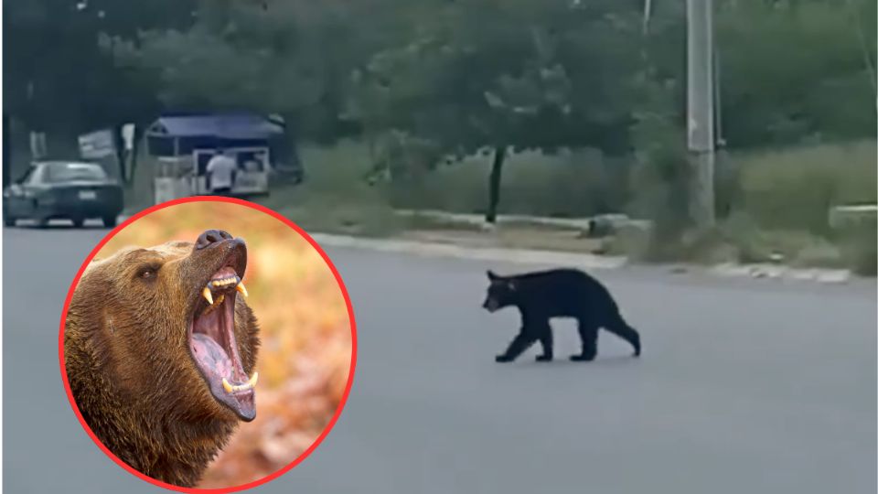 Este pequeño oso fue visto caminando en una zona habitacional