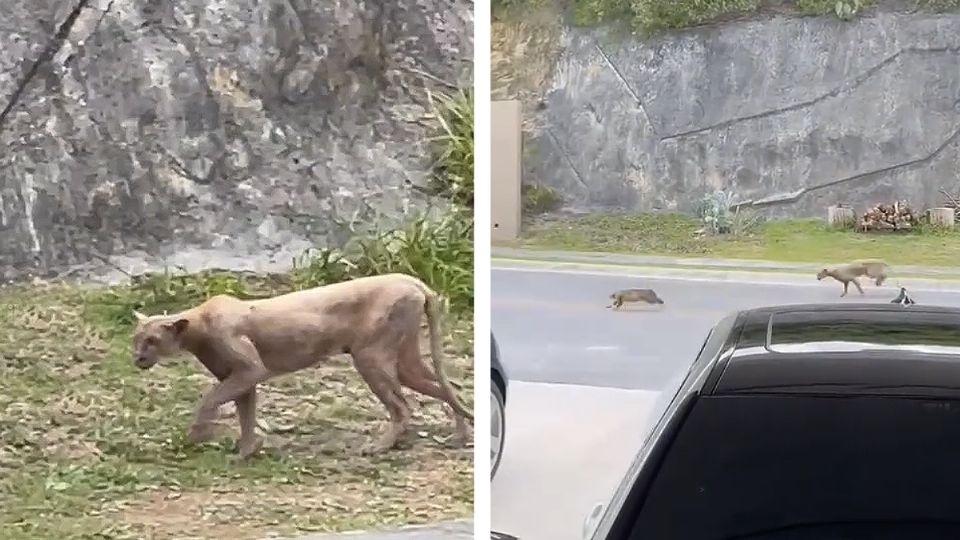 Avistan Puma en Monterrey