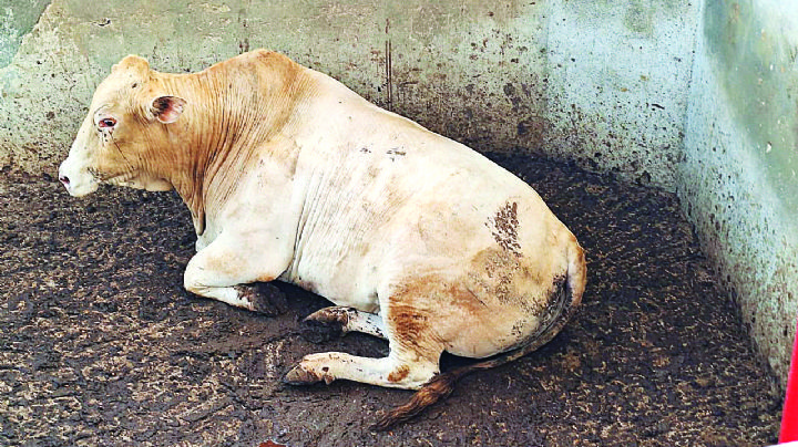 Reducen pérdida en venta de carne