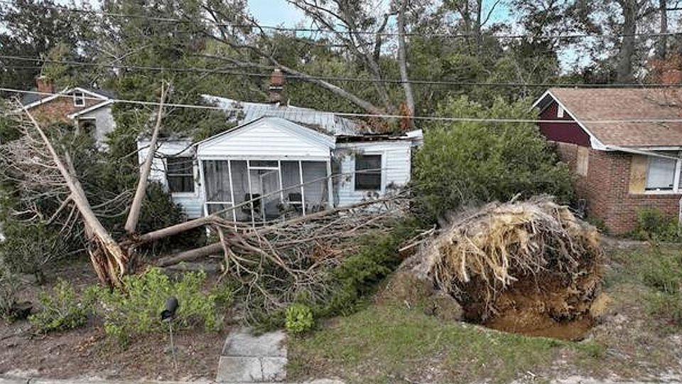 Hay árboles que aguantan huracanes.