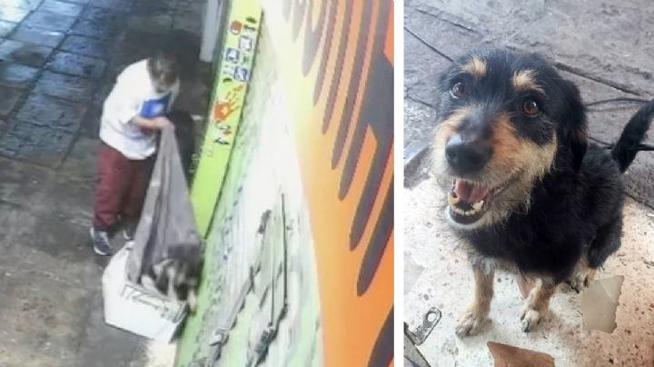 Indigente le roba su cobijita a Blacky, un perrito de la calle; mujer se entera y lo adopta | VIDEO
