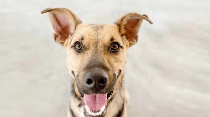 ¿Por qué los perros de la calle que son adoptados son tan agradecidos?