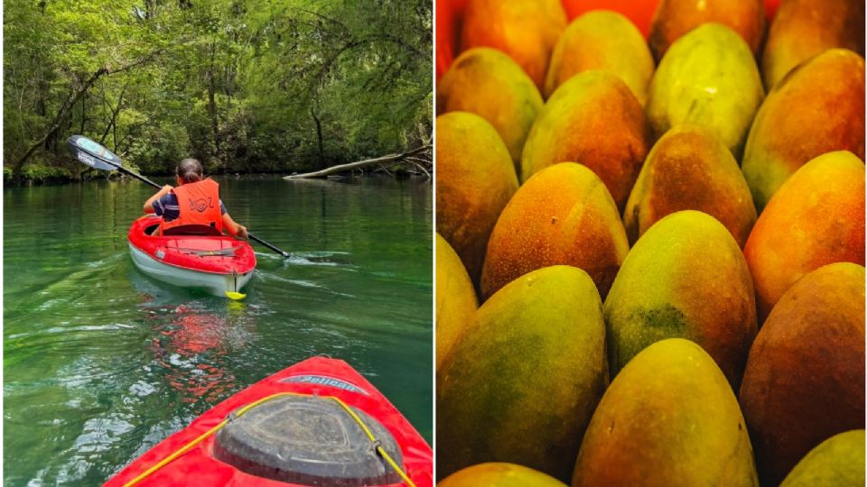 En este parque natural en Tamaulipas encontrarás los mejores mangos
