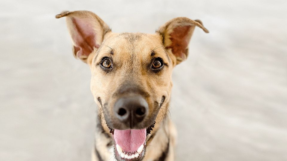 Los perritos callejeros son muy amorosos.
