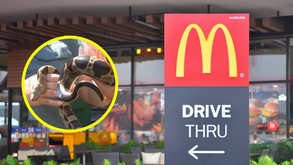 La boa fue llevada a un lugar seguro