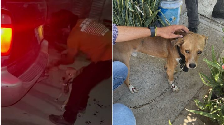 Perrito es arrastrado durante varias calles por un hombre; todo quedó en VIDEO